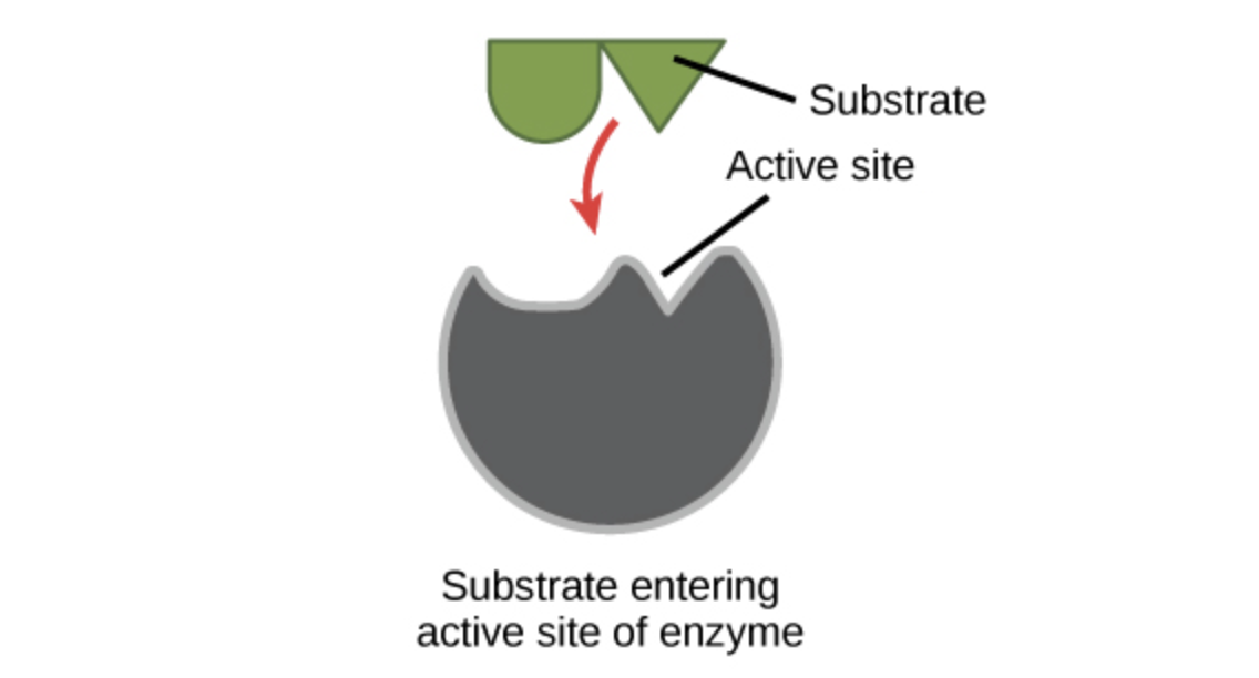 A substrate entering the active site of the enzyme.