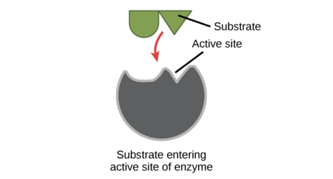 Enzymes Review Article Enzymes Khan Academy