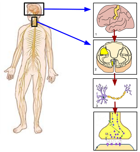 FGA Modelo educativo sistema nervoso humano modelo anatômico anatomia do  nervo cerebroespinal nervoso central, adequado para ensino médico