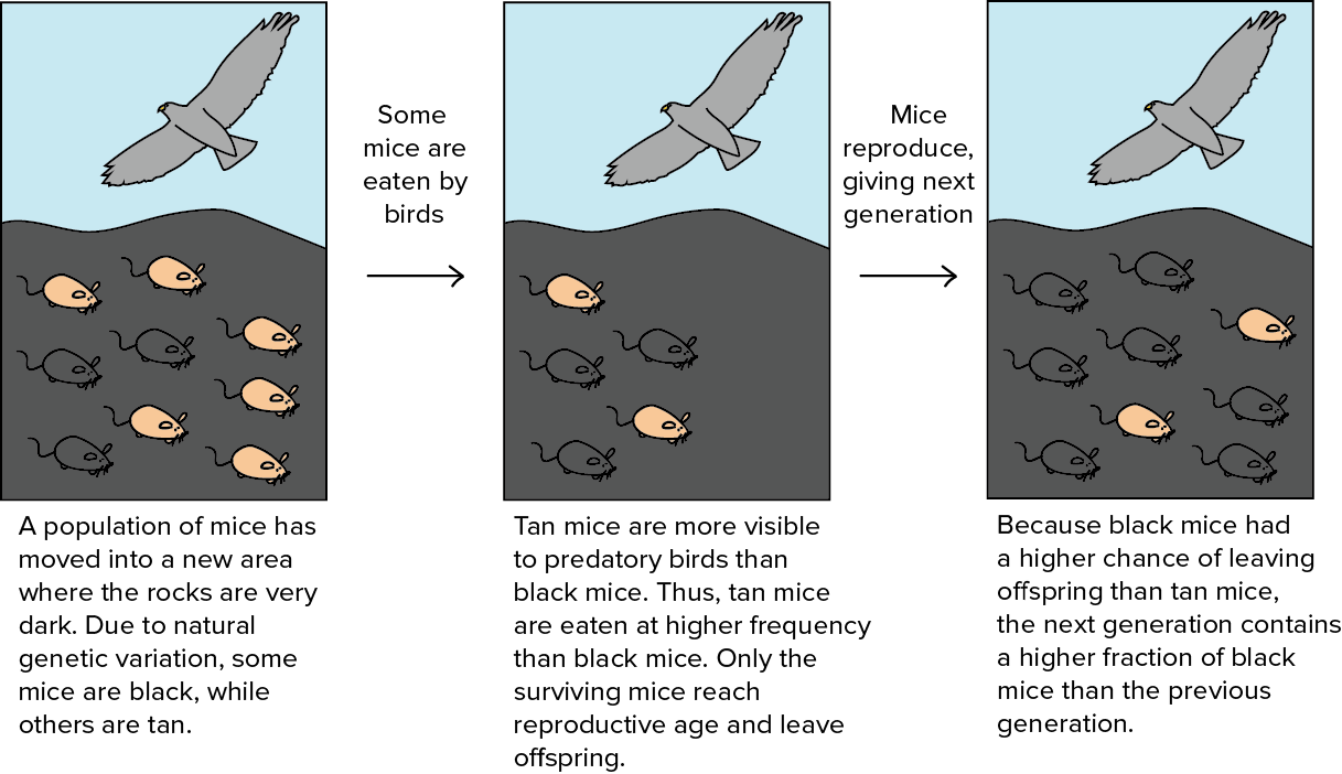 Darwin S Theory Of Evolution Chart Pearson