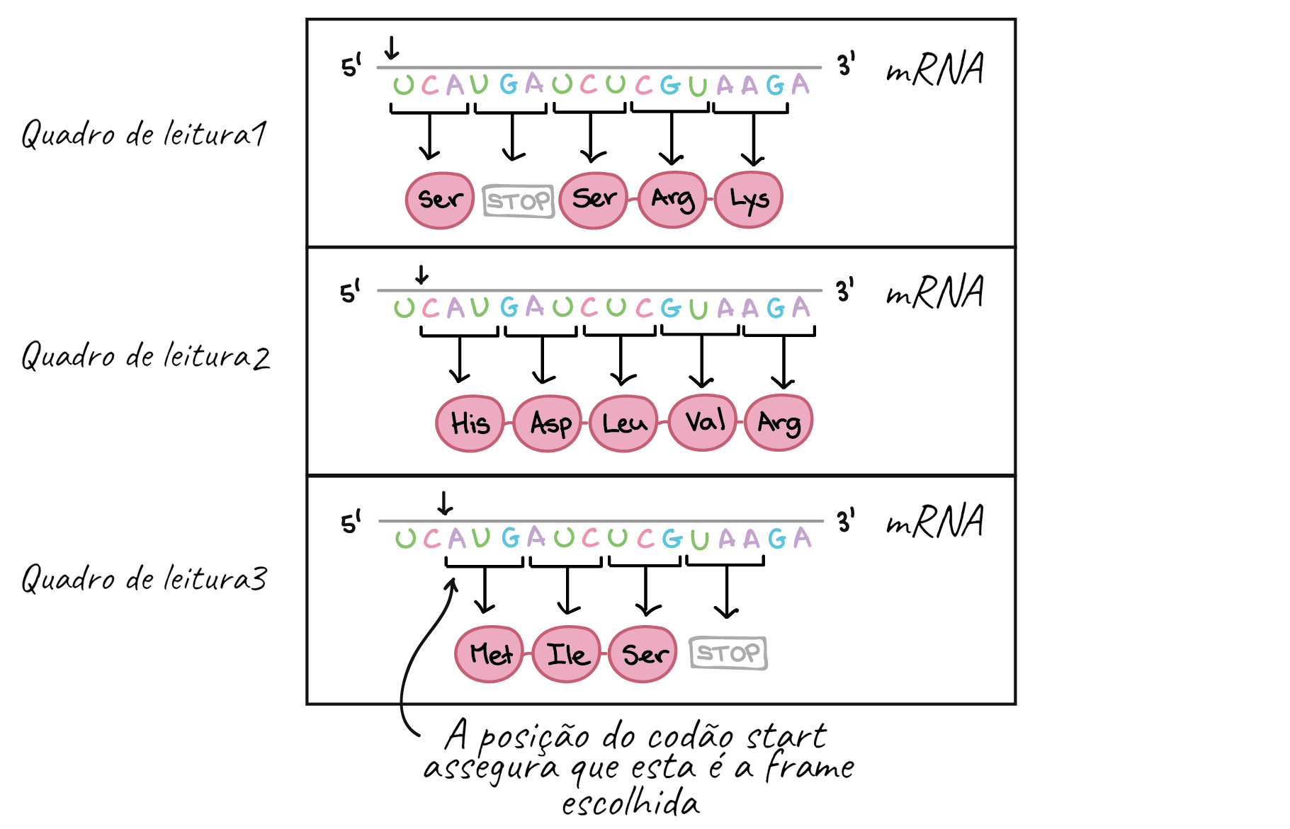 Tipos e Estrutura de RNA | Concise Medical Knowledge, image size:1821x1171
