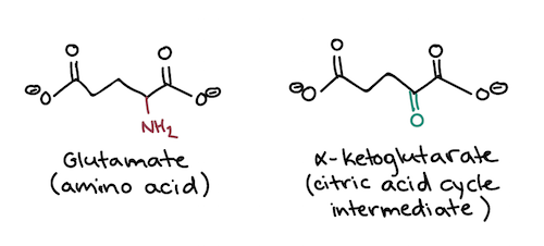 Glutamate (amino acid) and alpha-ketoglutarate (citric acid cycle intermediate) have similar structures. The only difference is that glutamate has an amino group where alpha-ketoglutarate has a carbonyl group.