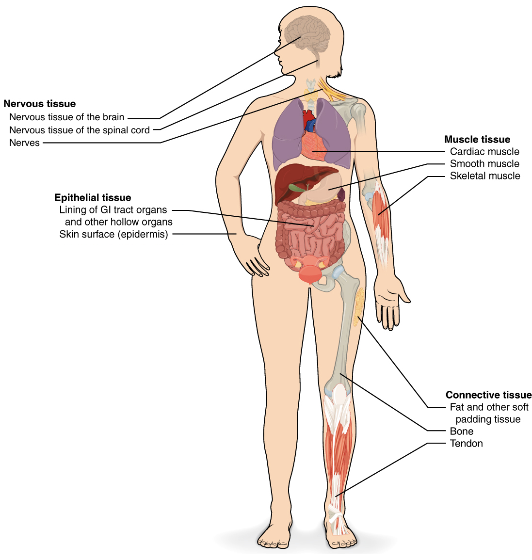 female human body systems