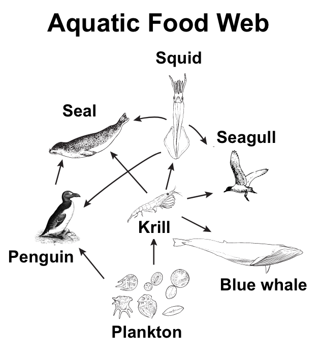 food web with trophic levels