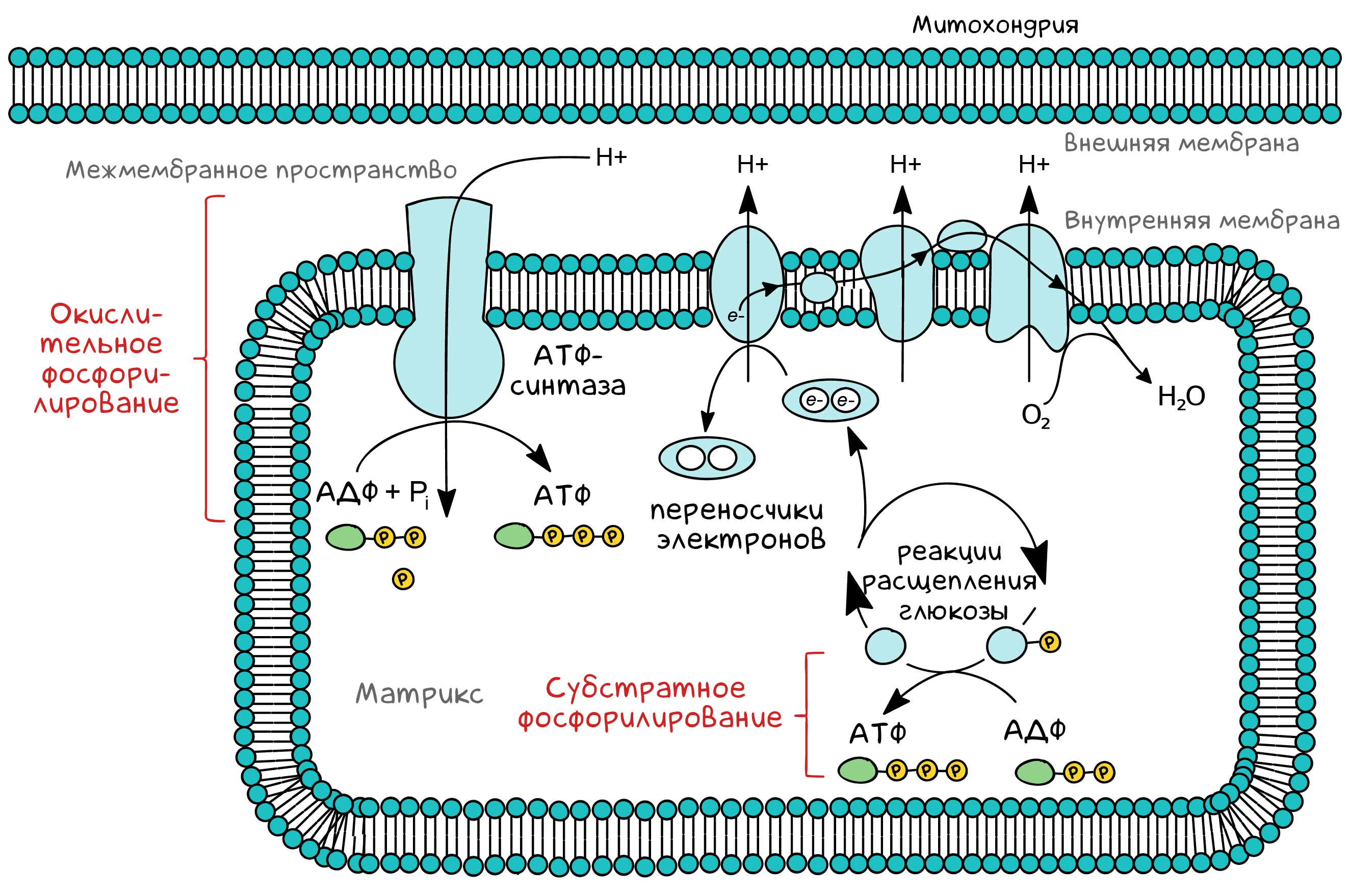 Окислительное фосфорилирование схема. Схема окислительного фосфорилирования в митохондриях. Окислительное фосфорилирование биохимия. Окислительное фосфорилирование в митохондриях.