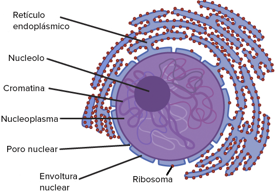 El núcleo y los ribosomas (artículo) | Khan Academy