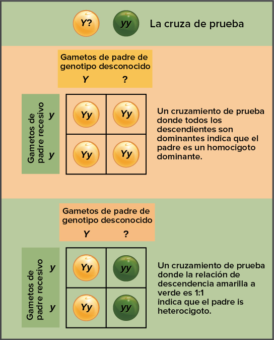 homocigoto dominante concepto biologia