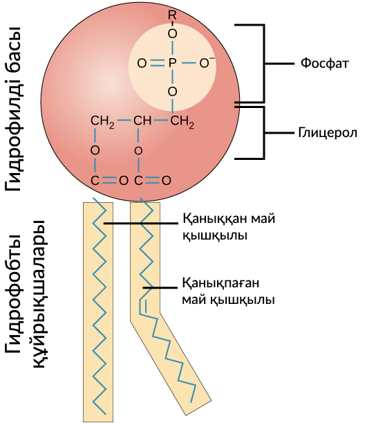 Тұтқындағы секс қыздар Вампирлердің эротикалық суреттері