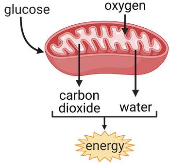 mitochondria cellular respiration oxygen
