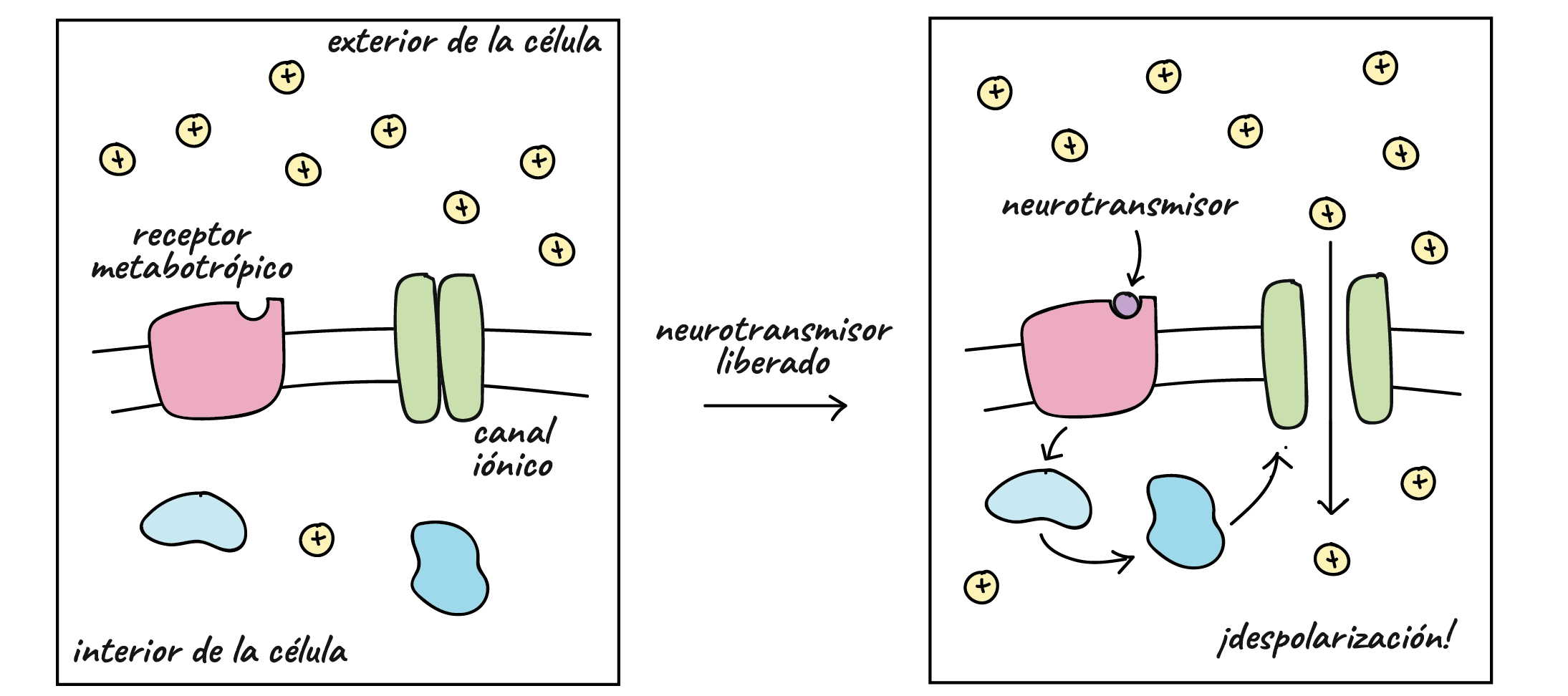 Diagrama de una forma en que puede actuar un receptor metabotrópico. El ligando se une al receptor, que desencadena una cascada de señalización dentro de la célula. La cascada de señalización provoca la apertura del canal iónico y permite que los cationes fluyan por su gradiente de concentración hacia el interior de la célula, lo que resulta en una despolarización.
