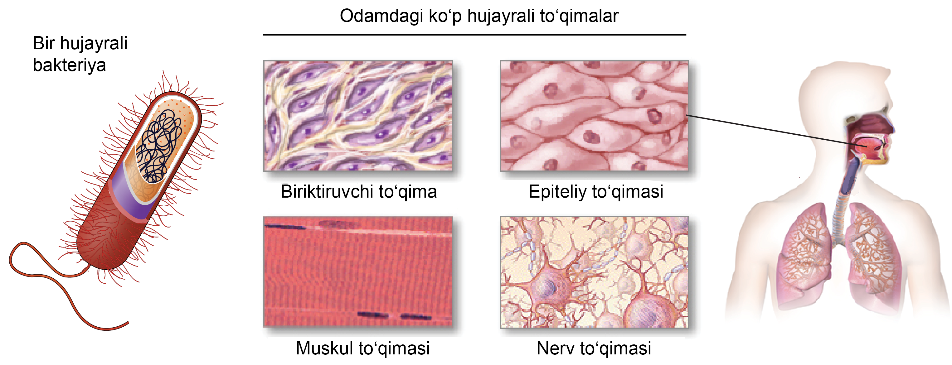 Rossiya politsiyasi xodimlari ishtirokidagi porno
