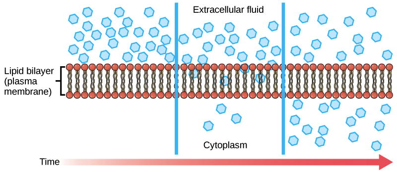 cell diffusion animation