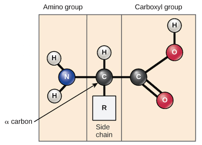 Protein type clearance aa