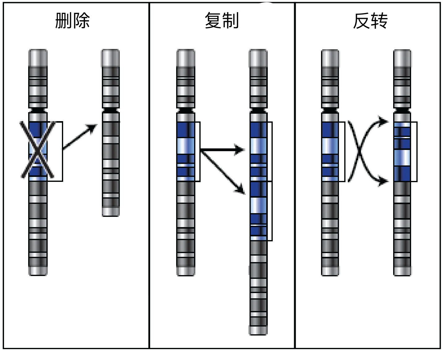 非整倍体与染色体重排
