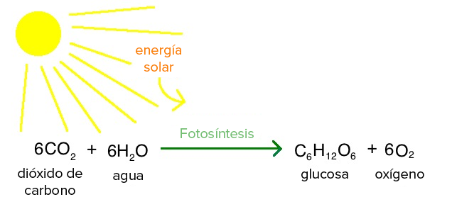 Resultado de imagen de fotosíntesis reaccion quimica"