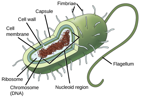 prokaryotic cells diagram labeled