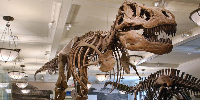 How Do Dinosaurs Get Their Names Article Khan Academy