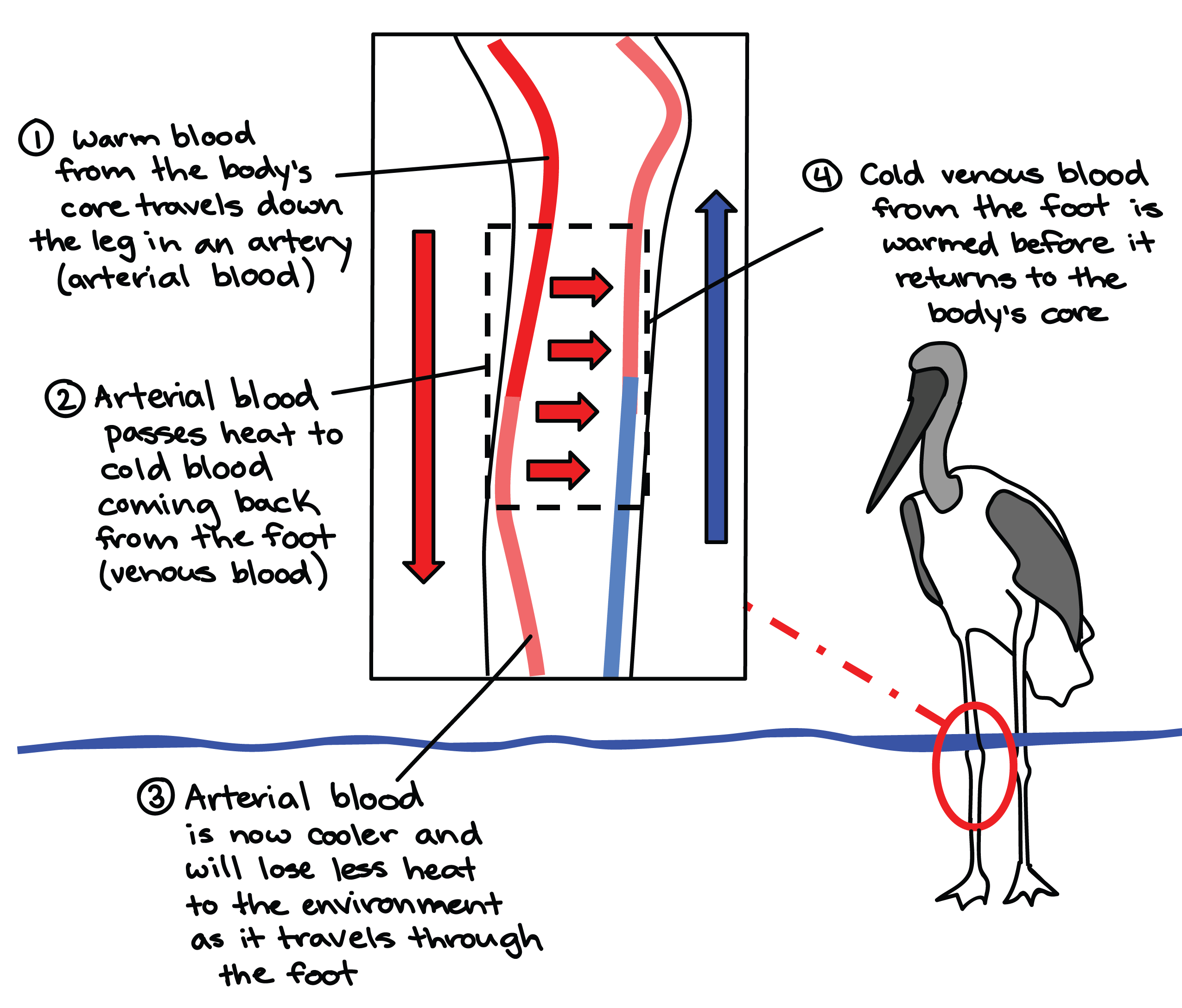 Diagrama de disposição de vaso sanguíneo na perna de uma ave limícola.

1. Sangue arterial quente do centro do corpo desce a perna por uma artéria.

2. O sangue arterial transfere calor para o sangue venoso frio que volta do pé.

3. O sangue arterial está agora mais frio e perderá menos calor para o ambiente à medida que for para o pé.

4. O sangue venoso frio, subindo do pé, é aquecido antes que retorne para o centro do corpo.