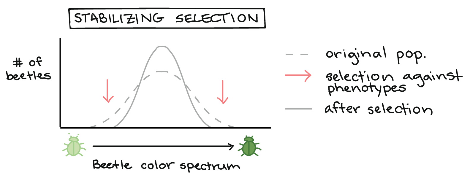 Natural selection in populations (article) | Khan Academy