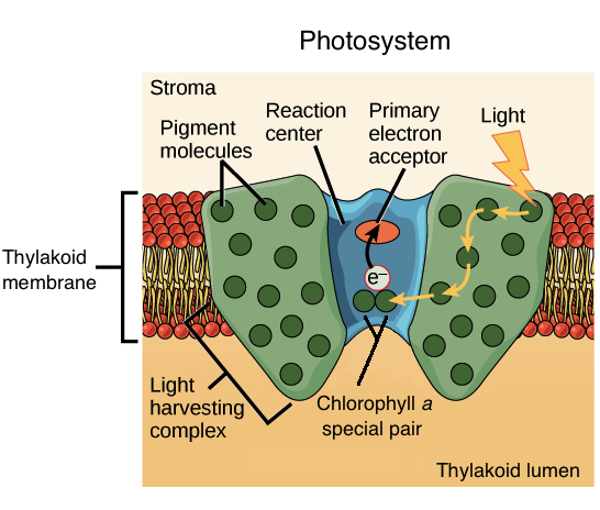 primary electron acceptor