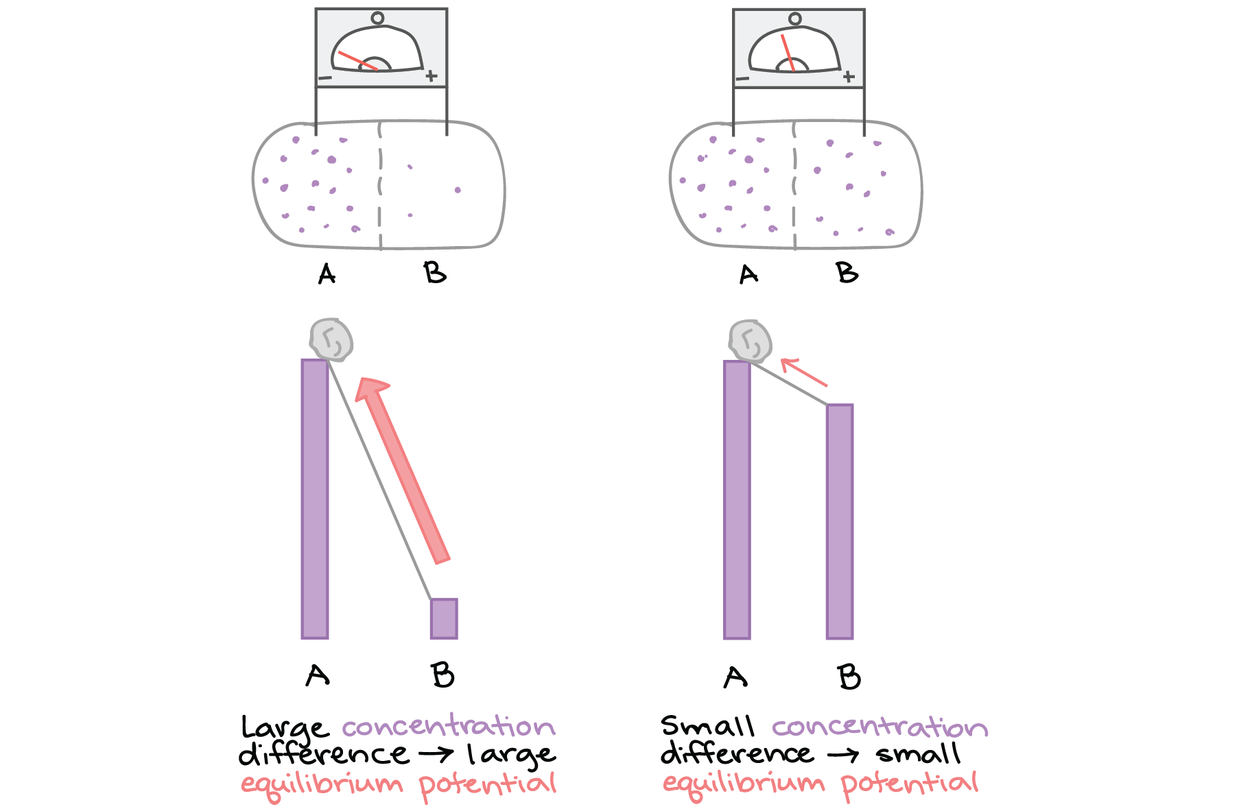 Left panel: Two compartments separated by a semi-permeable membrane, labeled A and B. There is a voltmeter between A and B. The ion of interest is much more concentrated in A than in B, and the voltmeter with electrodes in A and B registers a large negative voltage. The voltage is analogous to the force we would have to exert to keep a boulder from rolling from a very high place down a hill to a very low place. Right panel: Same setup, but with A and B having a much slighter difference in concentration of the ion of interest (B slightly less concentrated than A). In this case, the voltage is only slightly negative. This is analogous to the case where we have a very high place and a slightly lower place and are exerting a force to keep a boulder from rolling down this not-very-steep hill.