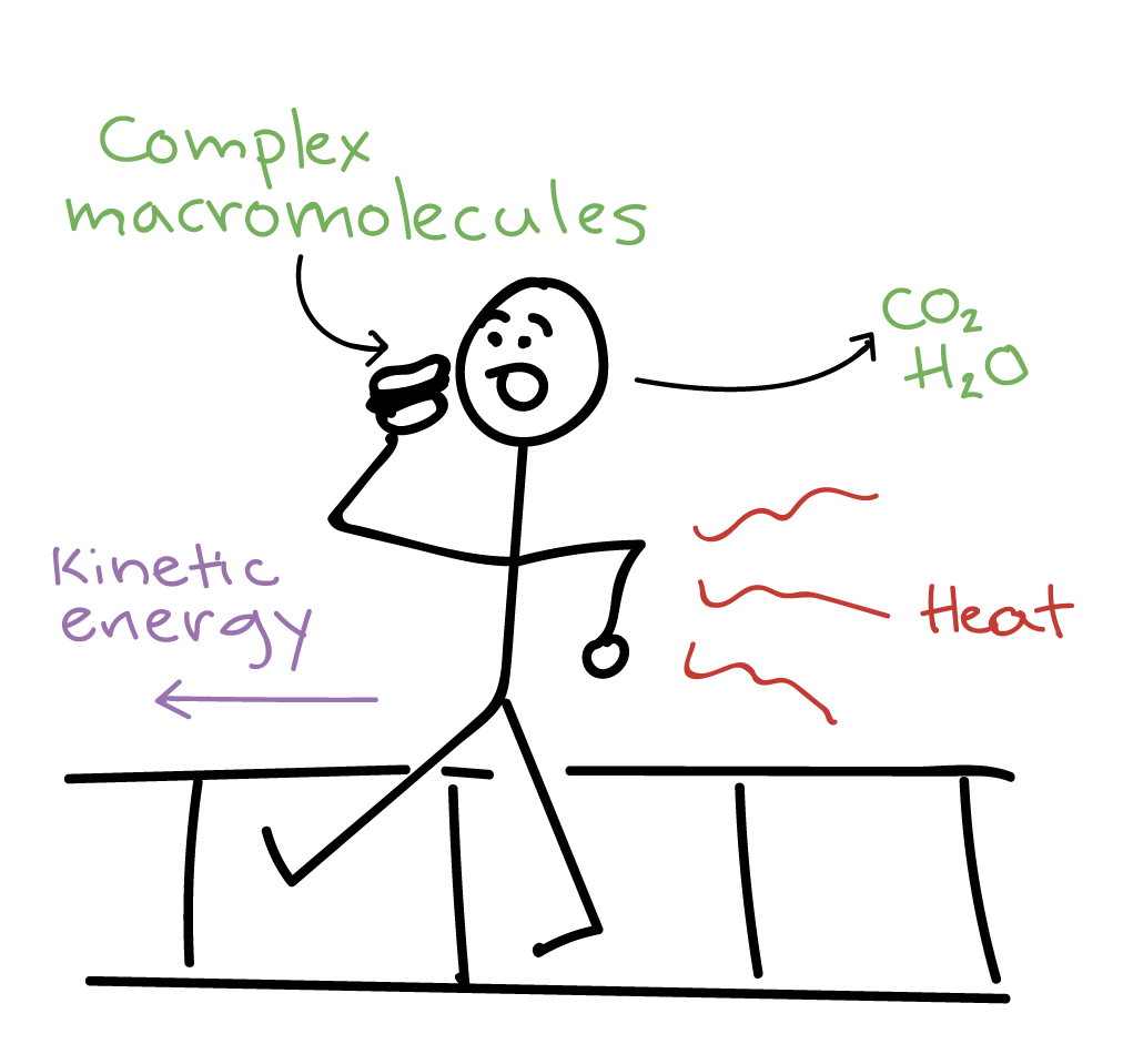 Into the Cool: Energy Flow, Thermodynamics, and Life