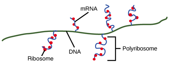 mrna transcription diagram