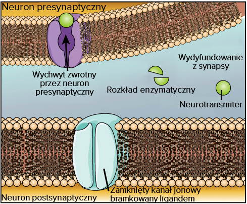 Synapsy Artykul Neuron I Uklad Nerwowy Khan Academy