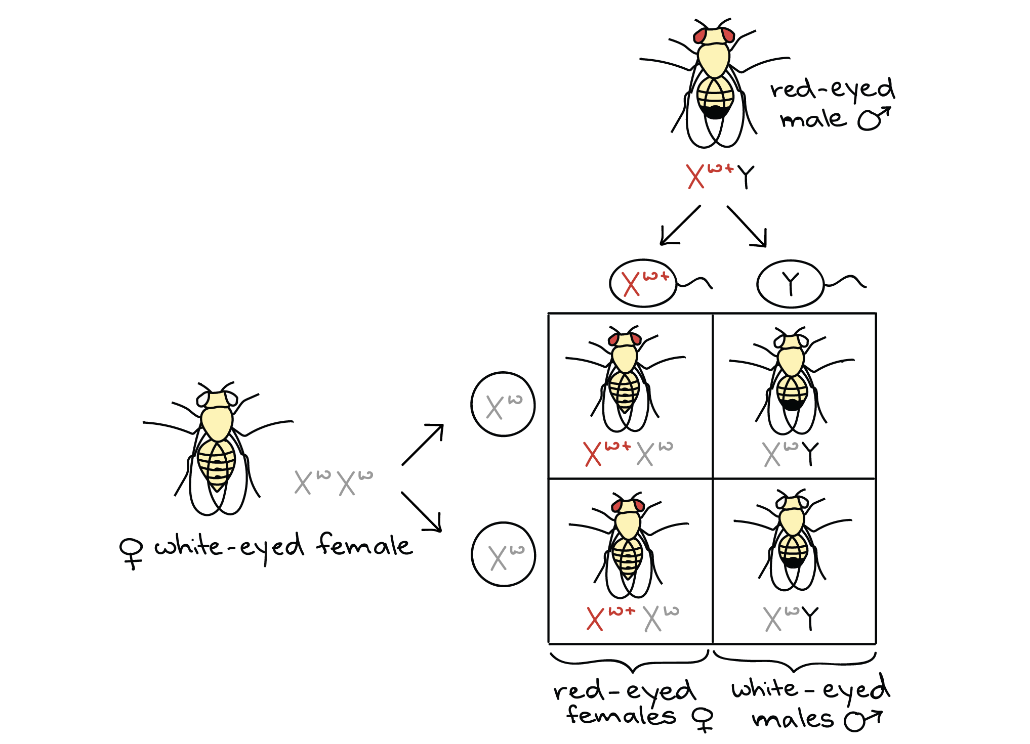 Genetics X Linked Genes Worksheet 0420