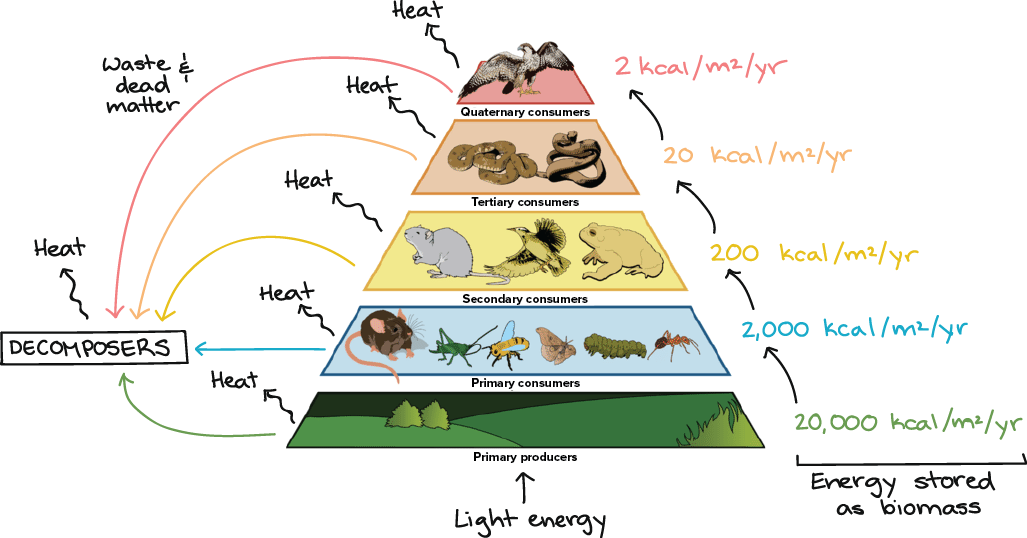 5 level food chain pyramid