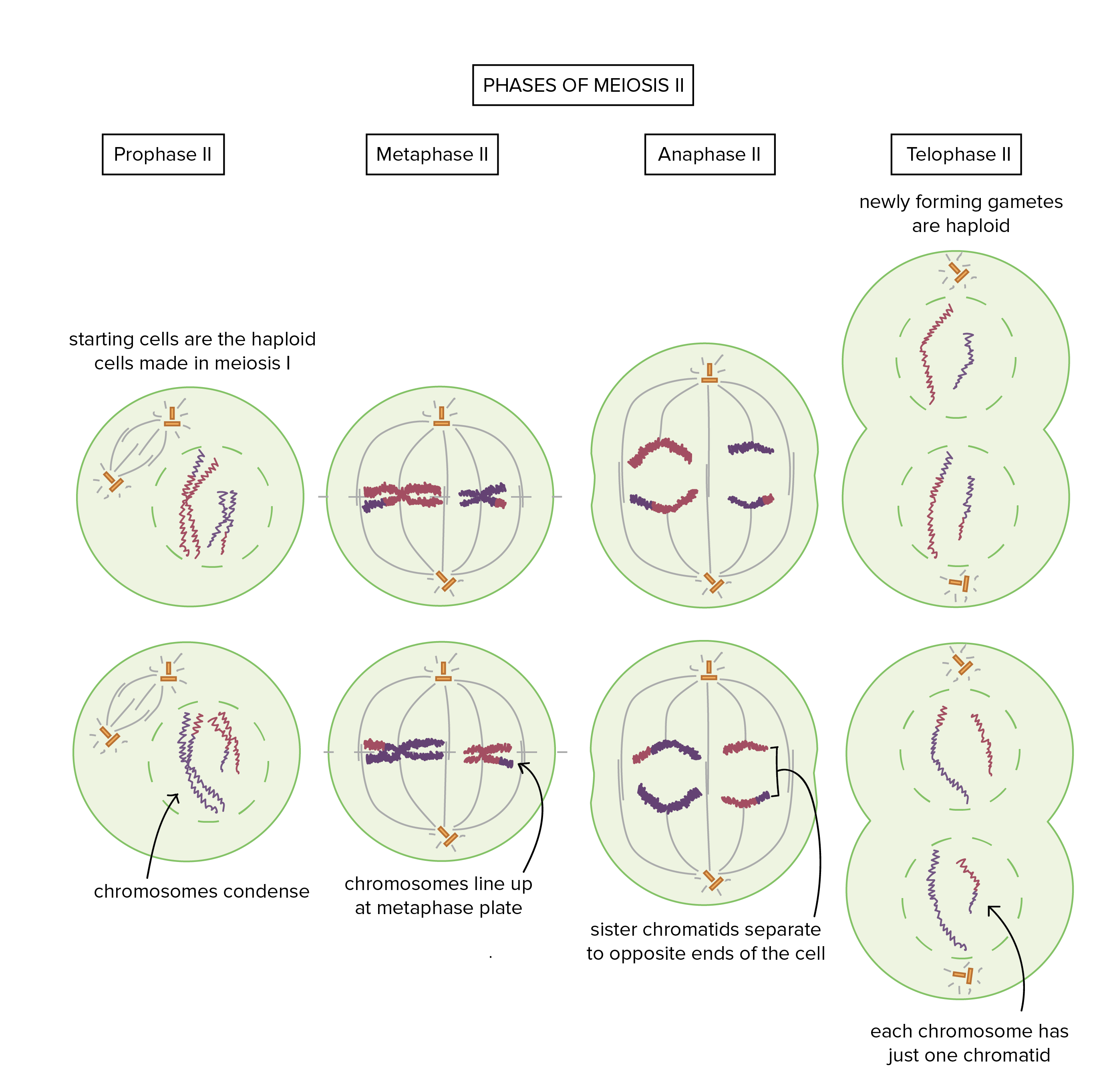 Meiosis stages