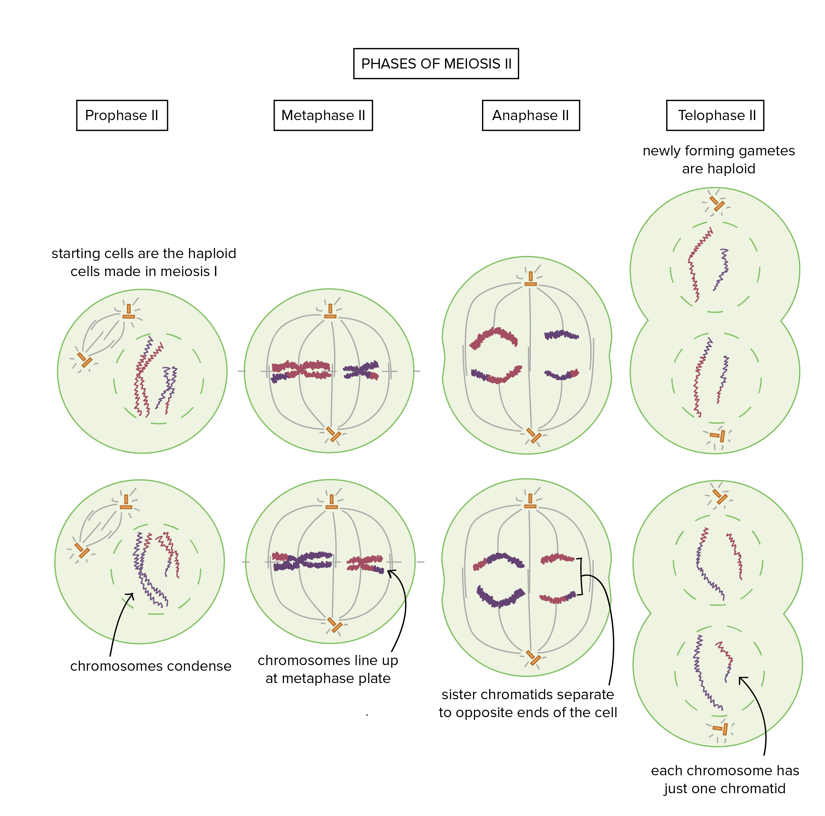 Fases da meiose II

Prófase II: as células iniciais são as células haploides produzidas na meiose I. Os cromossomos se condensam.

Metáfase II: os cromossomos se alinham na placa metafásica.

Anáfase II: cromátides-irmãs se separam para extremidades opostas da célula.

Telófase II: os gametas recém formados são haploides, e cada cromossomo agora tem apenas uma cromátide.