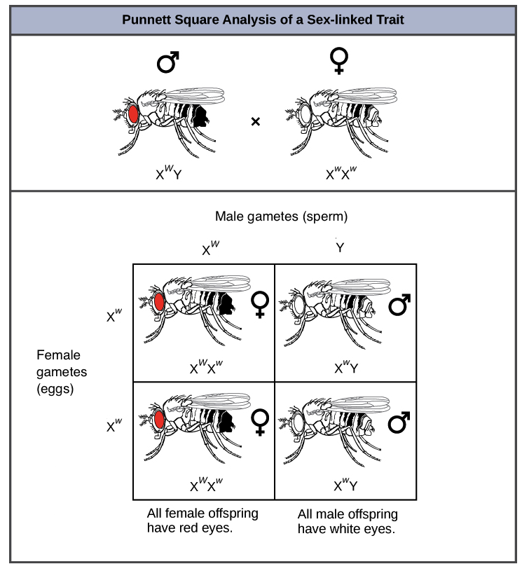 Eye Color Punnett Chart