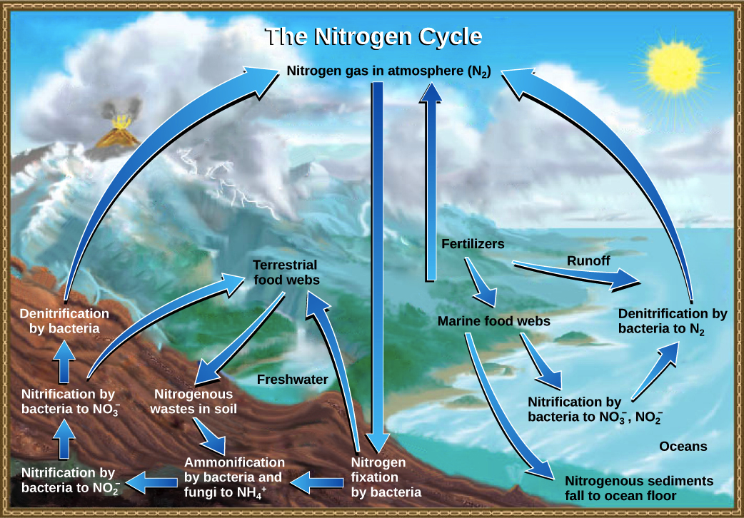 2 The nitrogen cycle showing the chemical forms and key processes... |  Download Scientific Diagram