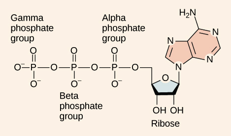 What is the name of the process that combine the phosphate group to adp molecule using energy releas
