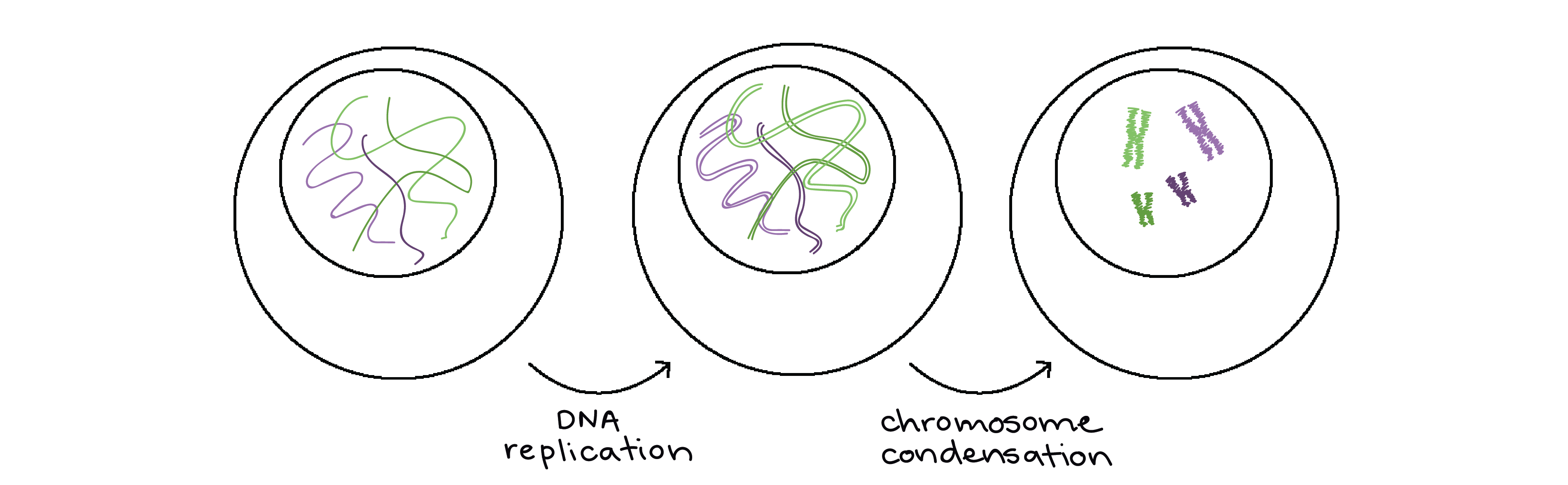 what do chromosomes look like and how are pairs identified