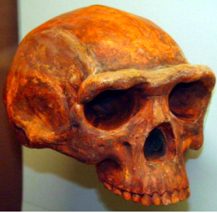 First Humans Homo Sapiens Early Human Migration Article Khan Academy