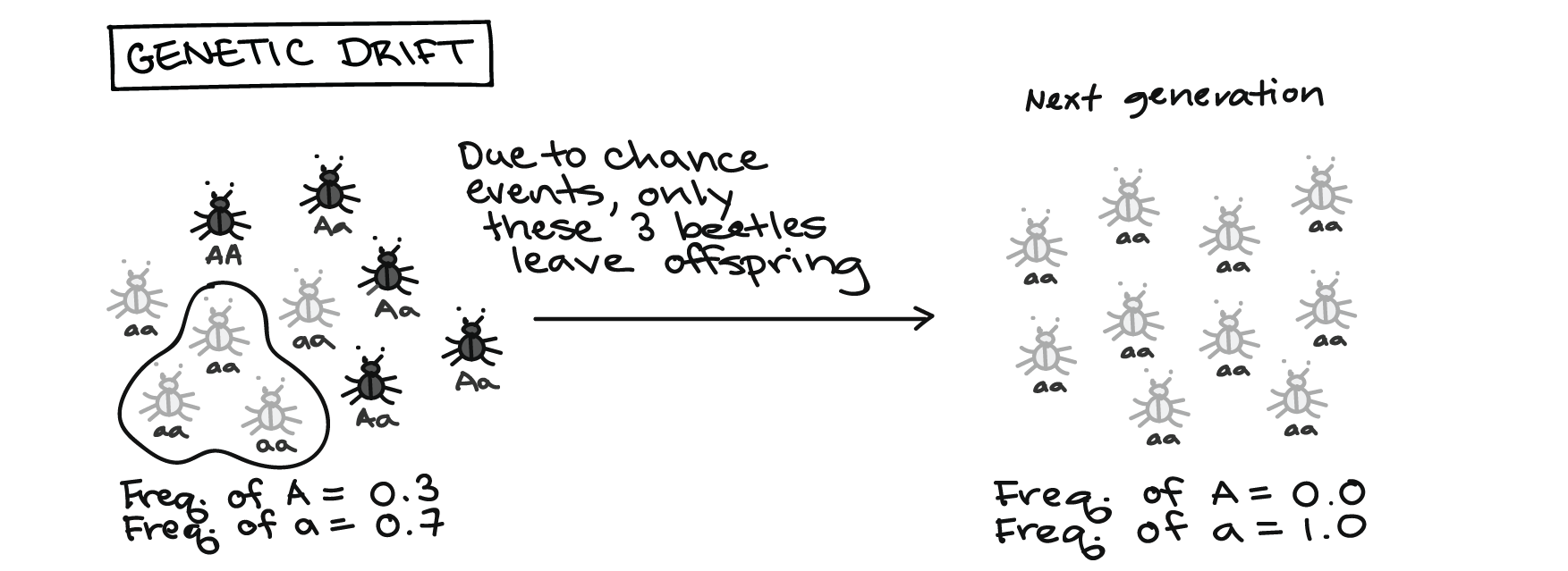 genetic equilibrium example