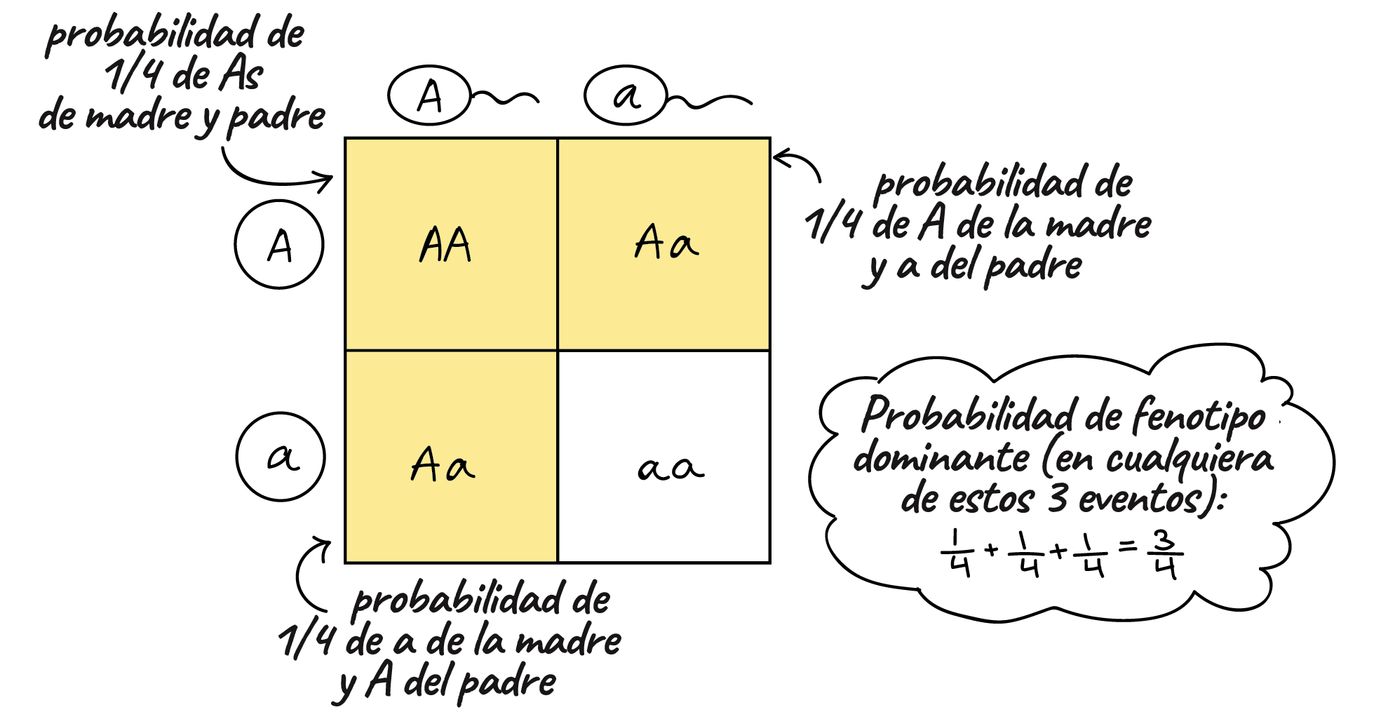 Leyes de Mendel: cuáles son y ejemplos - Significados