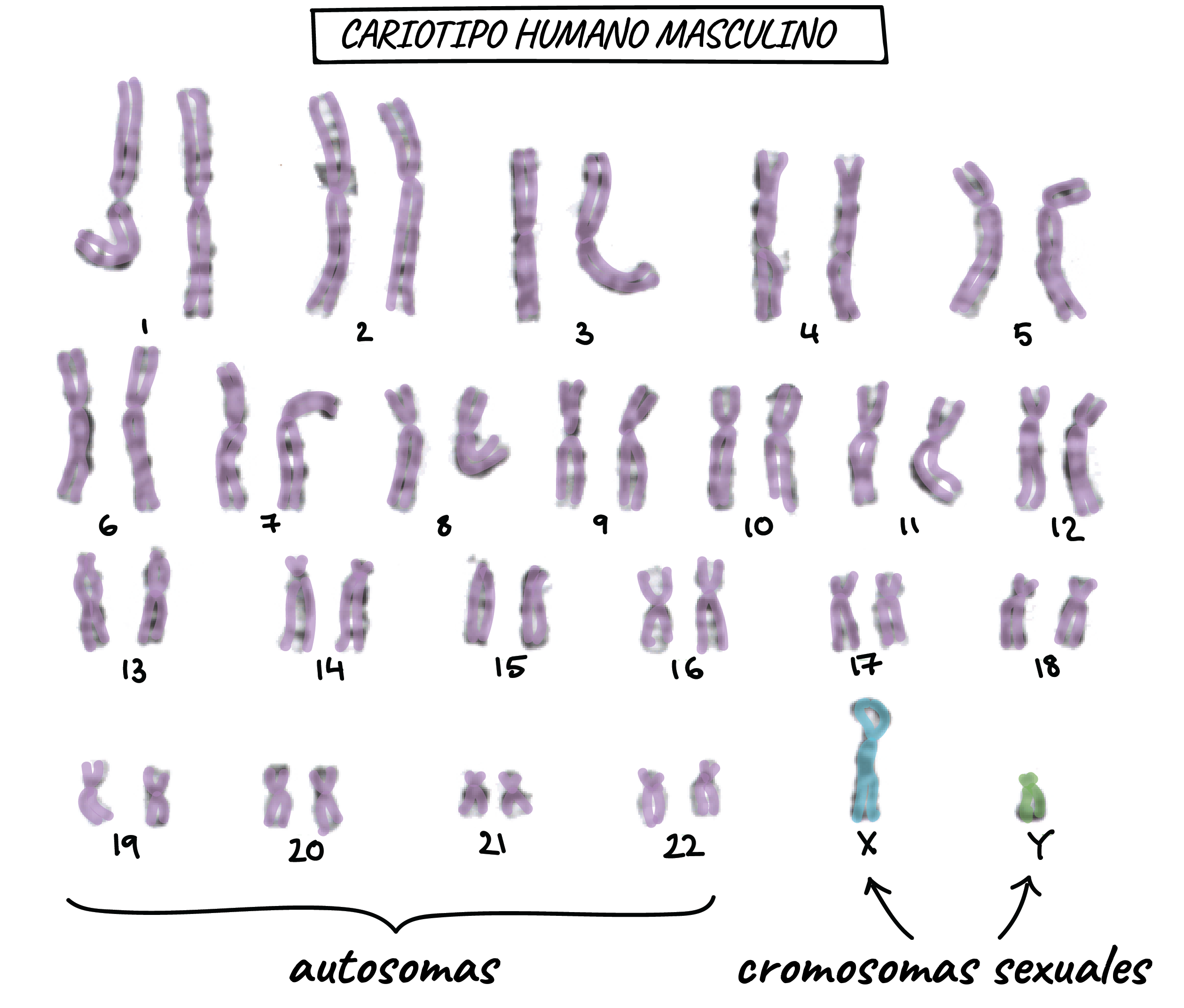 Herencia ligada al cromosoma X (artículo) | Khan Academy