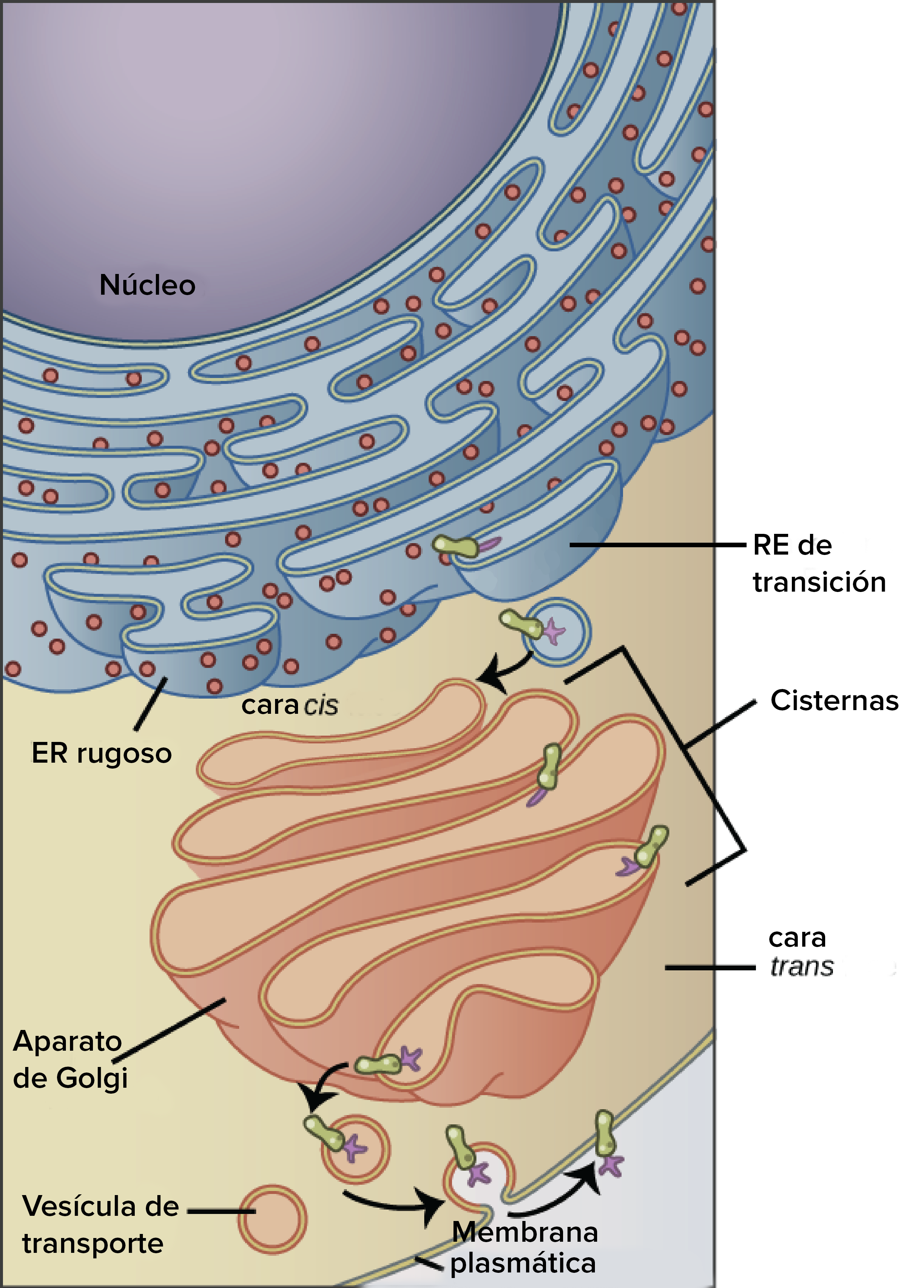 El sistema endomembranoso (artículo) | Khan Academy
