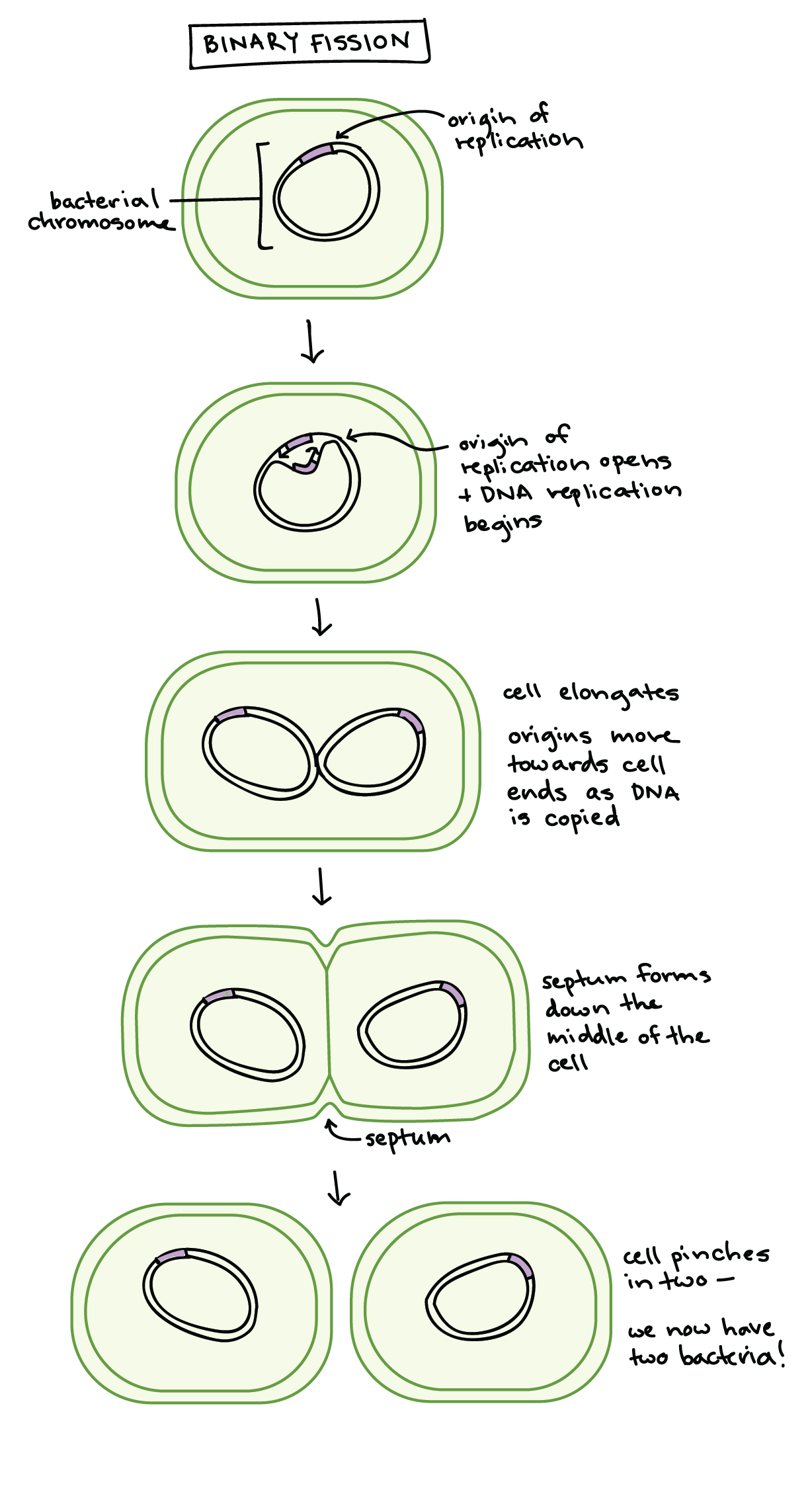 Stages of binary fission.

1. We see the intact bacterial chromosome (which is circular). It has two regions called the origin of replication and the terminus of replication, which are located diametrically opposite to one another on the chromosome.

2. The chromosome opens at the origin of replication, and the two DNA strands are copied, with replication proceeding in opposite directions on the two strands.

3. Copying continues, and the cell elongates. The new origins of replication move apart, towards opposite ends of the cell.

4. A septum (wall) forms down the middle of the cell, partitioning it into two new cells, each with one of the two (now-complete) bacterial chromosome copies.

5. The cell pinches in two. We now have two new bacteria! 