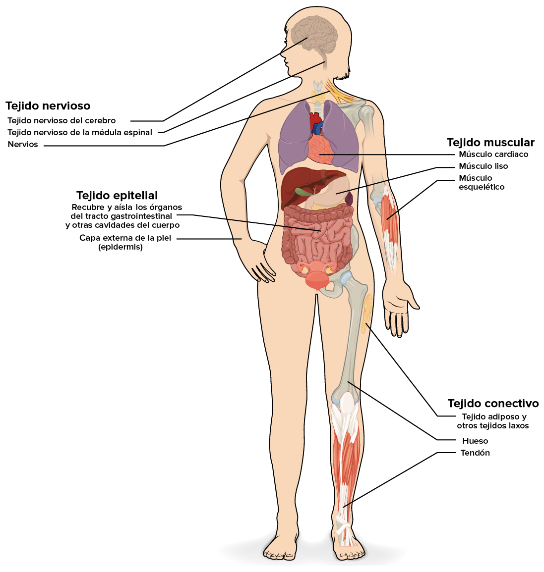 Los cuatro tipos de tejido se ejemplifican en el intestino delgado: tejido nervioso, tejido epitelial escamoso estratificado, tejido muscular liso y tejido conectivo.