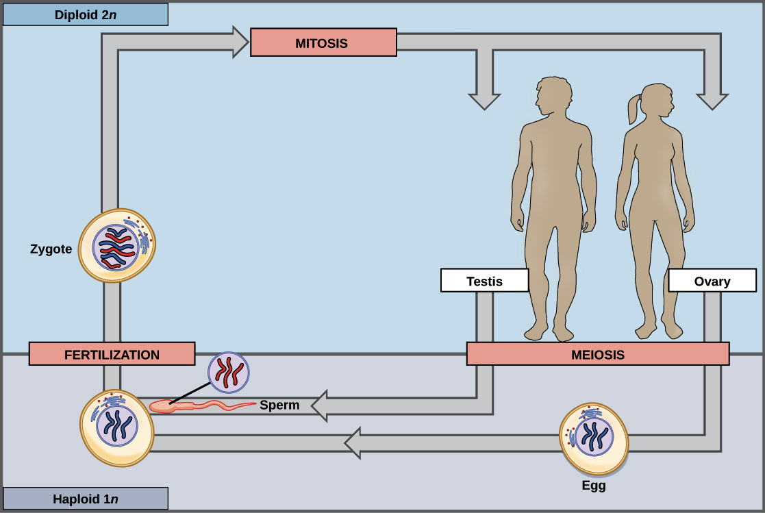 Sexual Life Cycles Article Meiosis Khan Academy