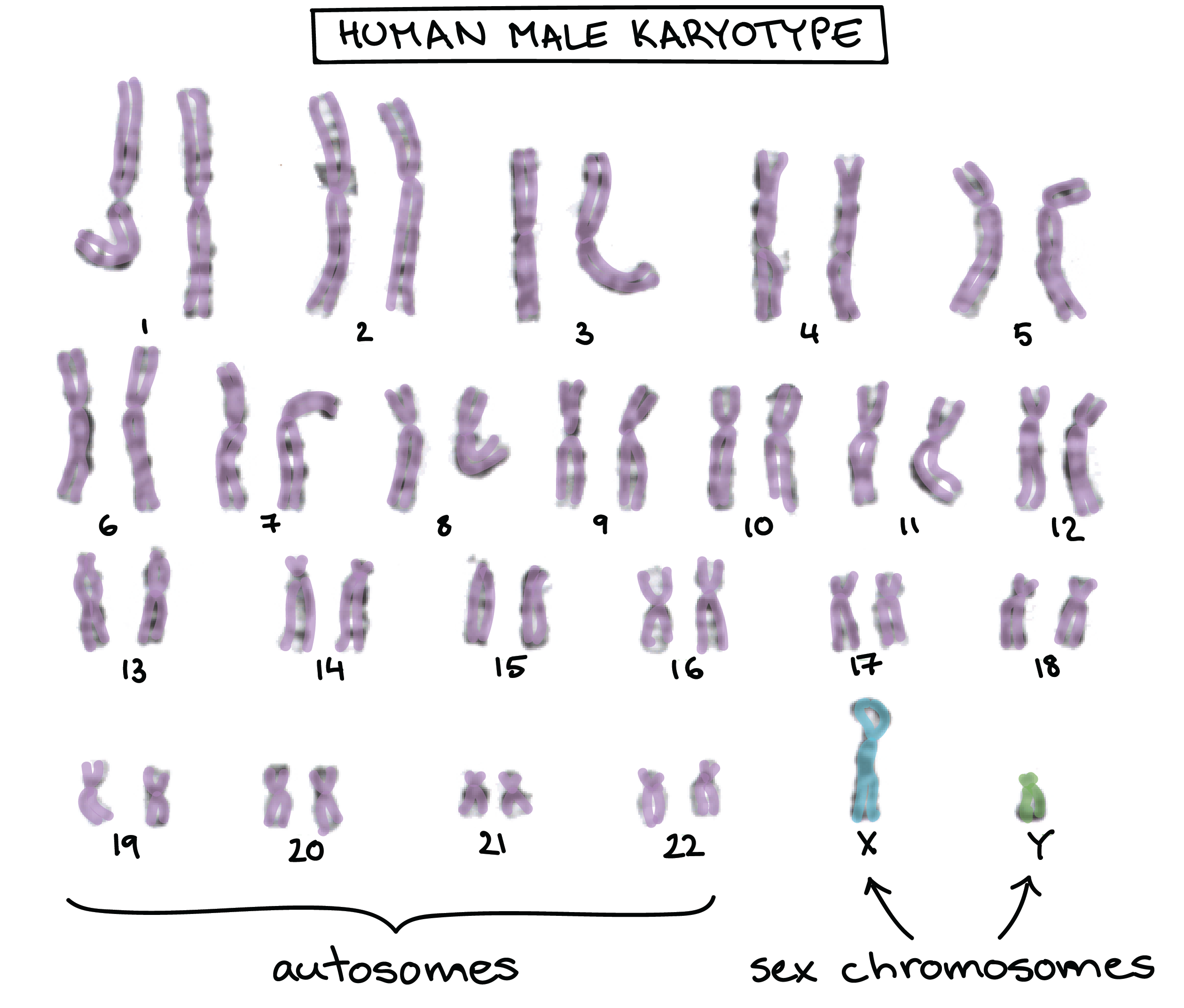 x and y chromosomes chart