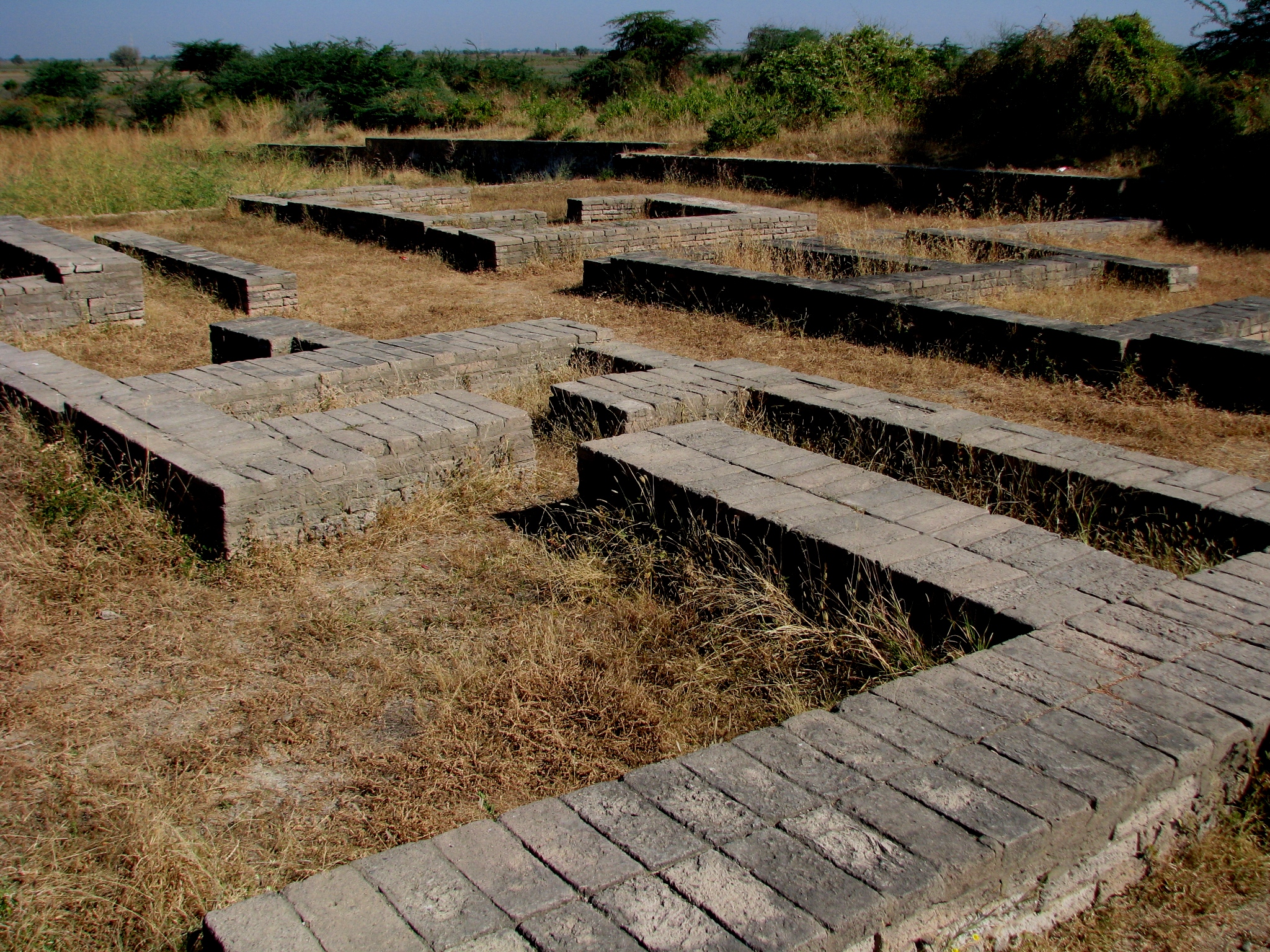 Archaeological remains at the lower town of Lothal. The bricks are uniform in size and are gray-brown colored. They are in a field of dead grass and are bordered by low-lying green trees and shrubs.