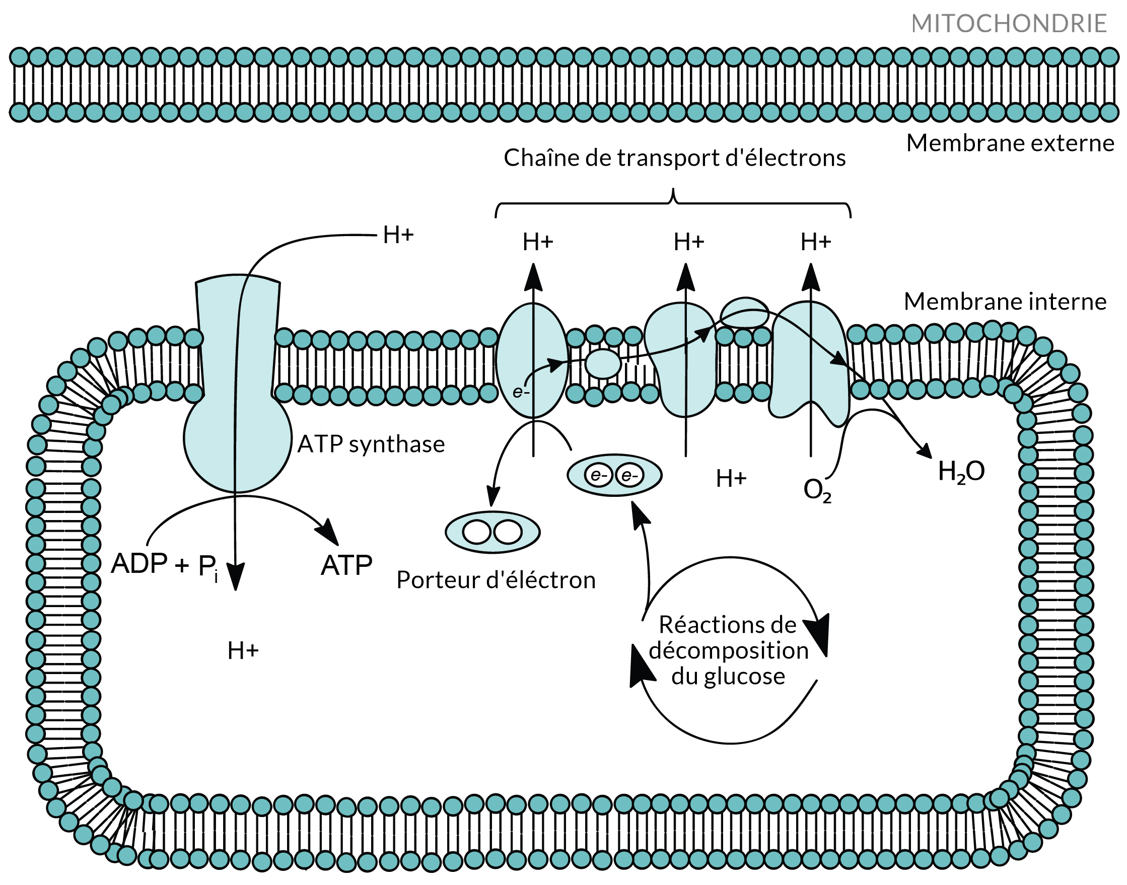 structure de la membrane thylakoïde