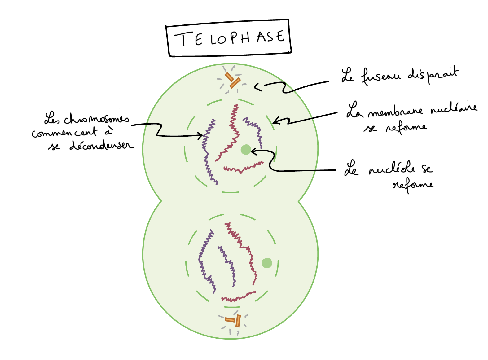 prophase dans une cellule animale