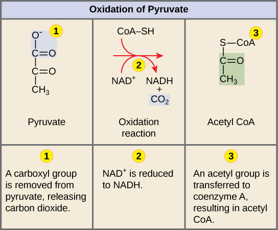 More detailed diagram of the mechanism of pyruvate oxidation.

1. A carboxyl group is removed from pyruvate and released as carbon dioxide.

2. The two-carbon molecule from the first step is oxidized, and NAD+ accepts the electrons to form NADH.

3. The oxidized two-carbon molecule, an acetyl group, is attached to Coenzyme A to form acetyl CoA.