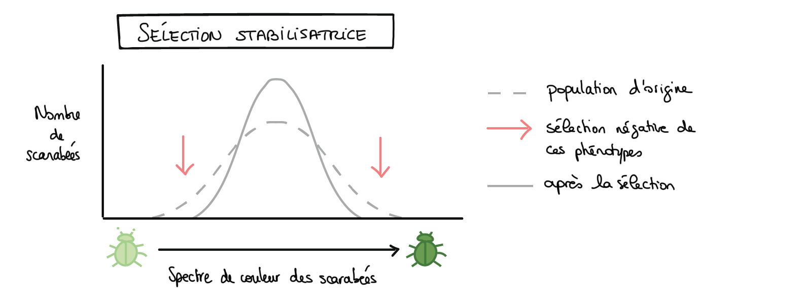 graphique de sélection stabilisant